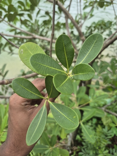 Alstonia spatulata observed 2025-01-21