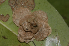 Pagodiella