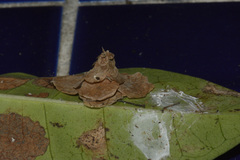 Pagodiella