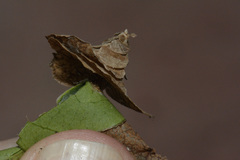 Pagodiella