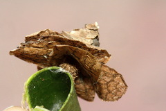Pagodiella