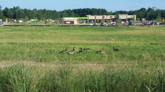 Branta canadensis