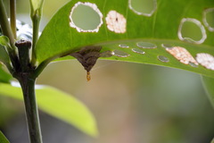 Pagodiella