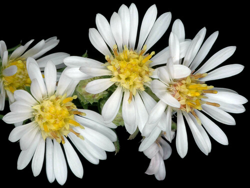 Symphyotrichum ericoides var. pansum