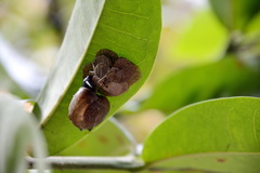 Pagodiella
