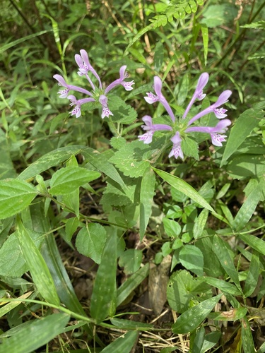 Mauve Stachys (Stachys tubulosa)