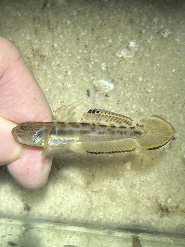 Clown Goby