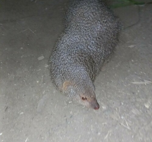 Indian Grey Mongoose