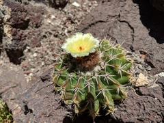 Parodia