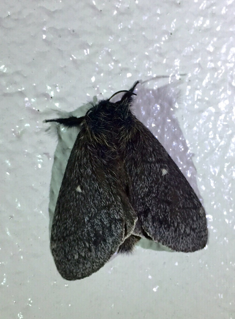 Sooty Lappet