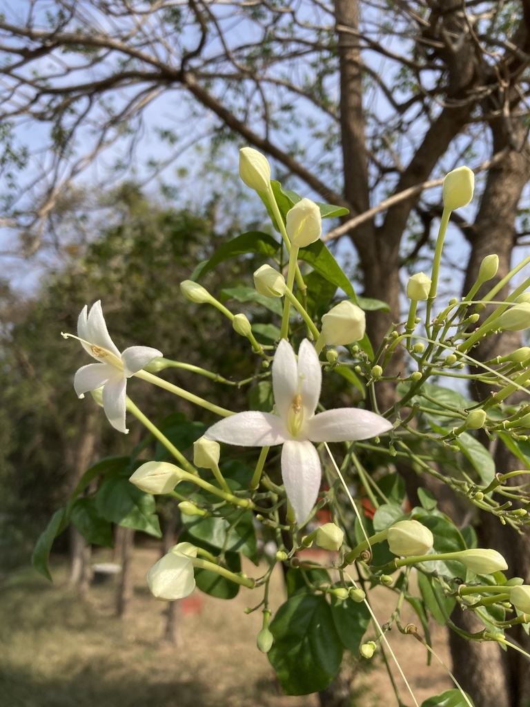Foto de Corticeira