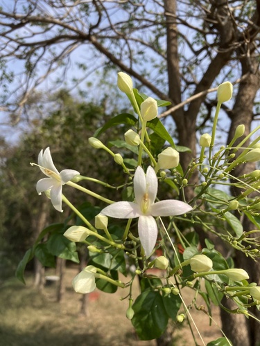 Corticeira