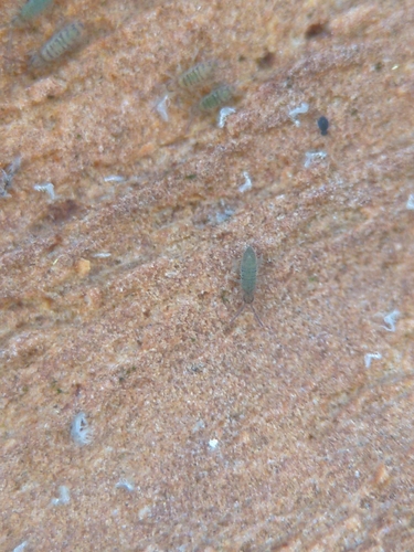 Springtail