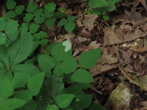 Leucanthiza amphicarpeaefoliella photo 5