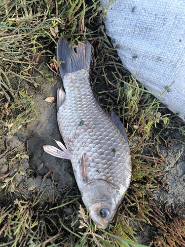 Gibel carp (Carassius gibelio) — Cyprinidae — 4