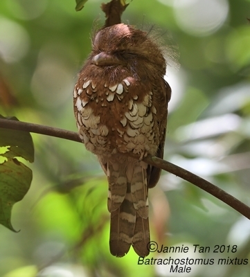 Bornean Frogmouth (Batrachostomus mixtus) photo