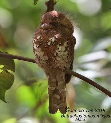 Bornean Frogmouth (Batrachostomus mixtus)