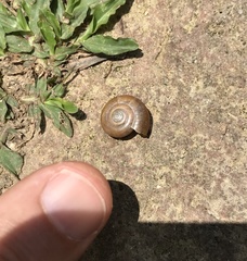 Macrochlamys nitidissima