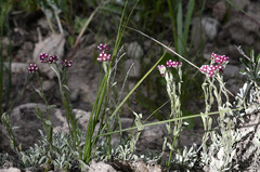 Antennaria rosea