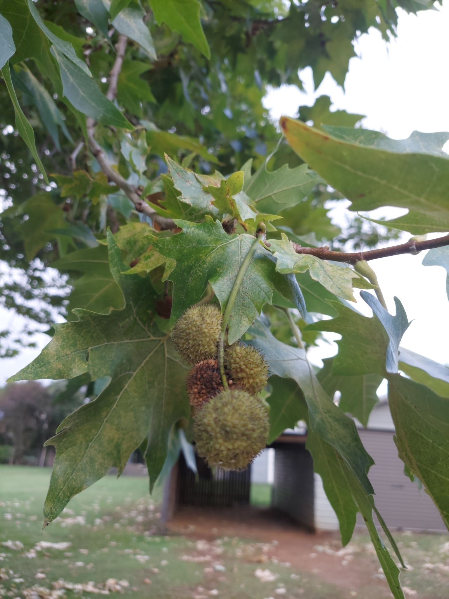 Imagem de Plátano-oriental
