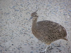 Eudromia elegans