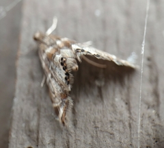 Petrophila confusalis
