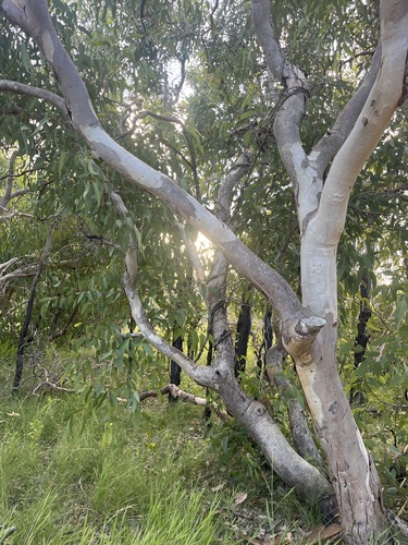Eucalyptus bancroftii (Maiden) Maiden