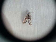 Petrophila confusalis
