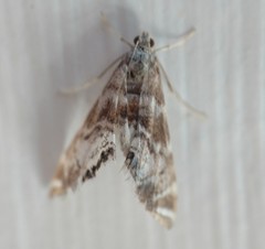 Petrophila confusalis