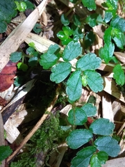 Elatostema obtusum trilobulatum