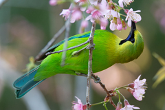 Blue-Winged Leafbird photo 4