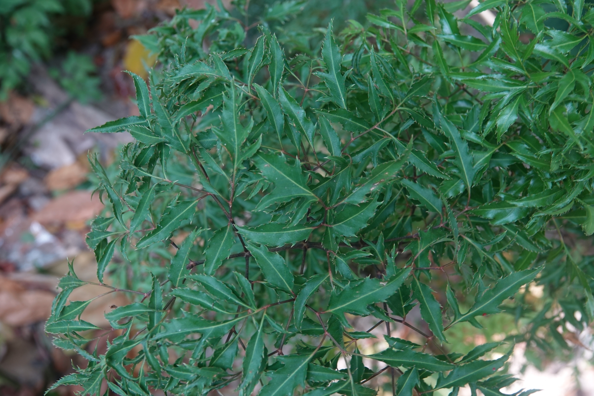 Ming Aralia (Polyscias fruticosa)
