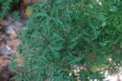 Aralia Ming (Polyscias fruticosa)