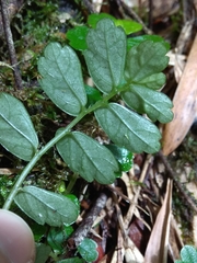 Elatostema obtusum trilobulatum