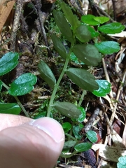Elatostema obtusum trilobulatum