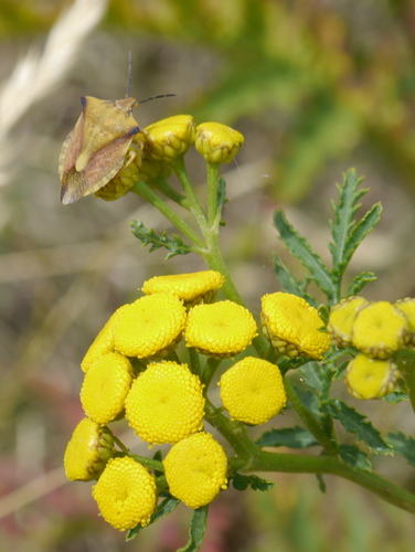 Carpocoris fuscispinus