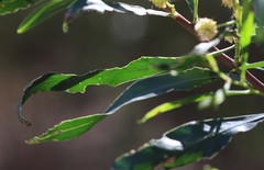 Acacia ampliceps