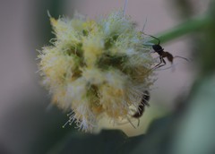 Acacia ampliceps