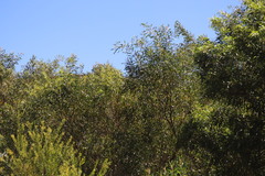 Acacia ampliceps
