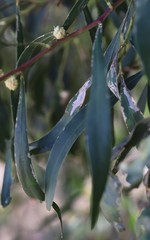 Acacia ampliceps