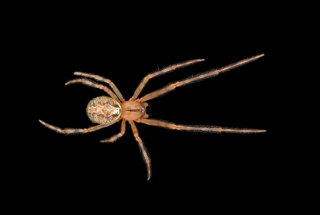 Fence Long-legged Cobweaver