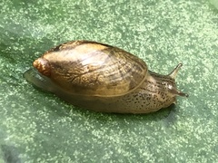 Succinea arundinetorum