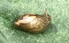 Succinea arundinetorum