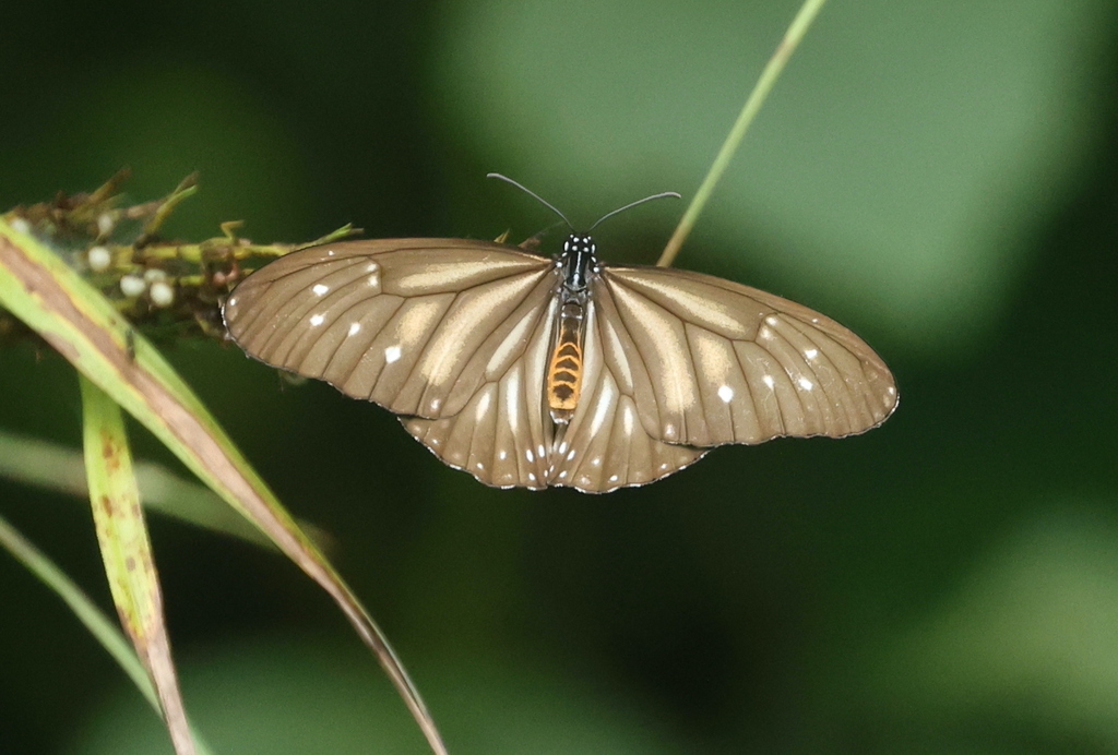 Danaus melanippus (Danaus melanippus)