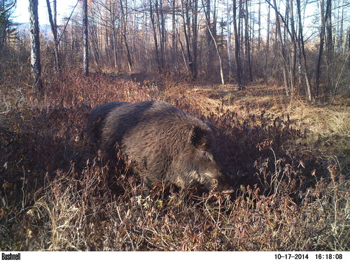Sus scrofa