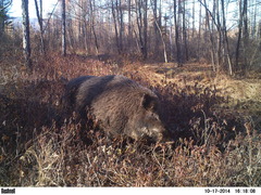 Wild Boar photo 6