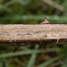 Aleurodiscus aurantius (Aleurodiscus aurantius)