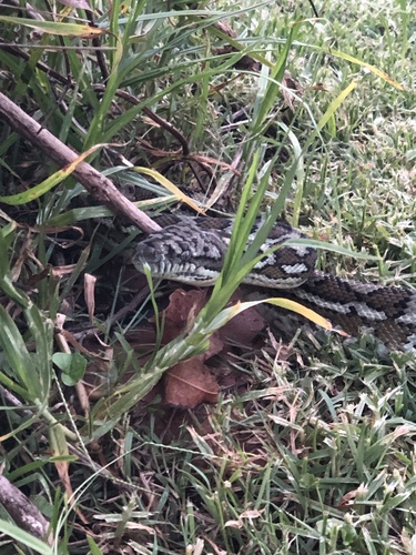 Coastal Carpet Python sighting