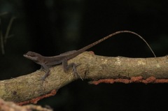 Anolis richardii