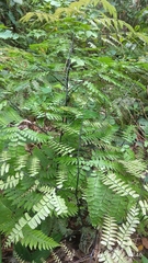 Adiantum polyphyllum